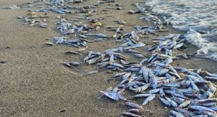 Fiscalía de la República investiga mortandad masiva de peces en La Paz