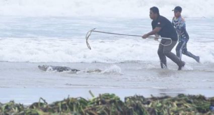 Vacaciones de Verano... con ¿Cocodrilos?; secretario de turismo asegura no ser una amenaza