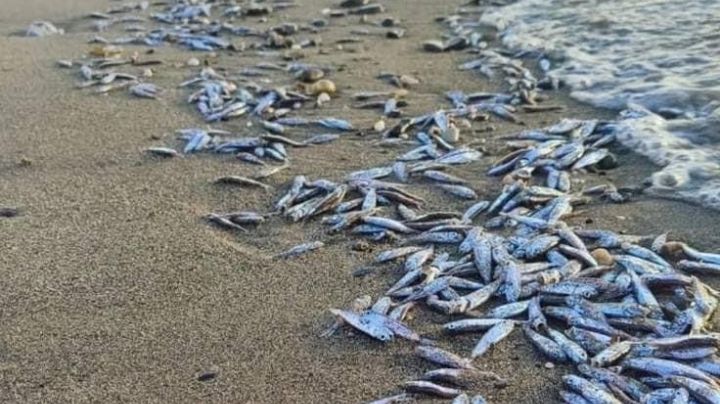 Fiscalía de la República investiga mortandad masiva de peces en La Paz