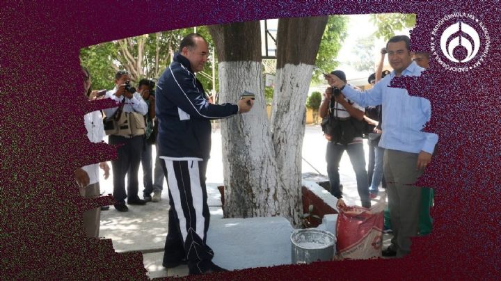 ¿Conviene ponerle cal a los árboles? Esto dicen los expertos