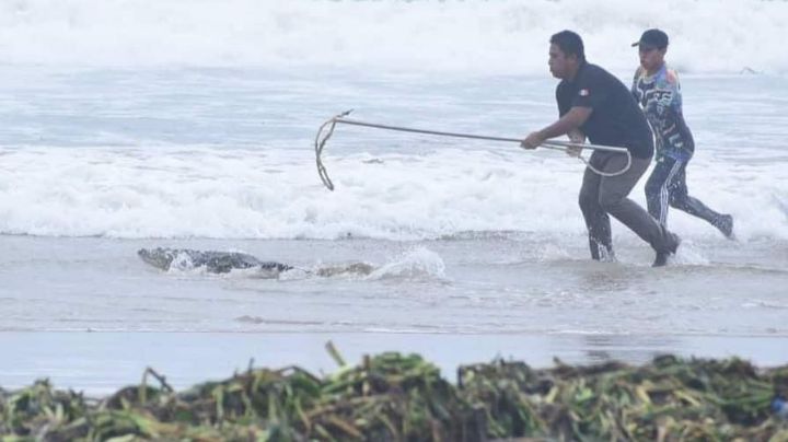 Vacaciones de Verano... con ¿Cocodrilos?; secretario de turismo asegura no ser una amenaza