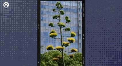 Esta es la planta 'mexicana' que florece sólo una vez... ¡cada 100 años!