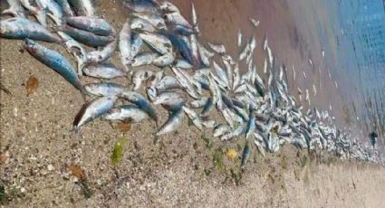 Ecocidio de sardinas en La Paz: descartan presencia de marea roja; peces continúan muriendo