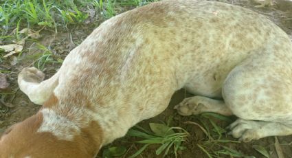 Asesinan a perrito de un balazo en Veracruz: mascota era parte de una familia; exigen justicia