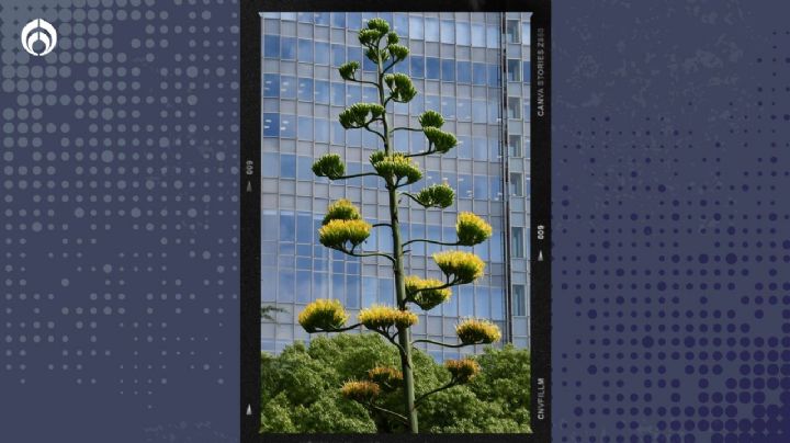 Esta es la planta 'mexicana' que florece sólo una vez... ¡cada 100 años!