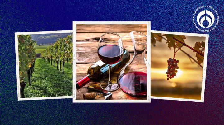 La Ruta del Vino 2024 viene deliciosa: estas vendimias y actividades habrá en Aguascalientes