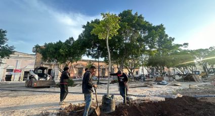 Plaza Grande de Mérida se transforma con nuevos árboles y más espacio verde para disfrutar