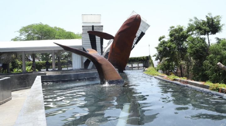 (VIDEO) Conoce el Museo Nacional de la Ballena en Mazatlán, pasión por el mar y la vida