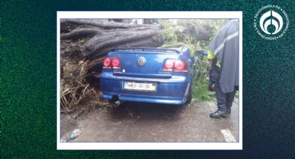 (VIDEO) Mujer muere tras ser aplastada en su auto por un árbol en CDMX... pero logran recatar a bebé