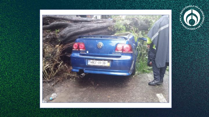 (VIDEO) Mujer muere tras ser aplastada en su auto por un árbol en CDMX... pero logran recatar a bebé