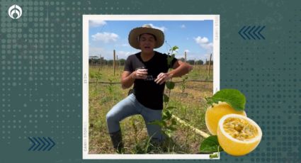 Planta de maracuyá: el secreto para que te dé más frutos en menos tiempo