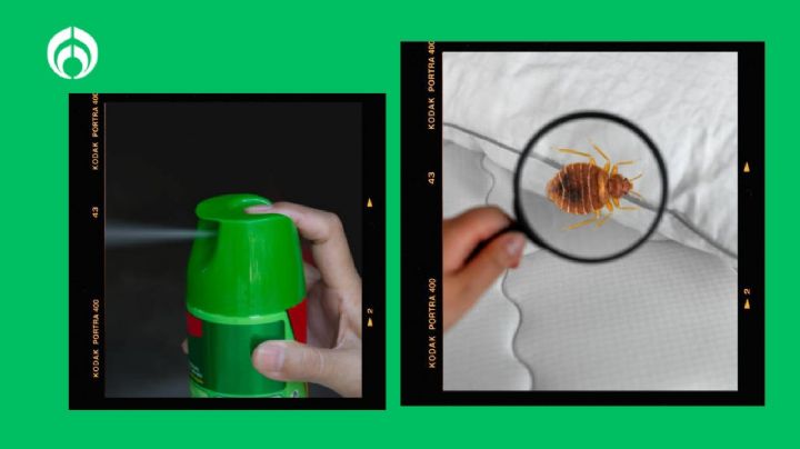 Elimina las chinches de la cama por completo con este poderoso insecticida de uso comercial