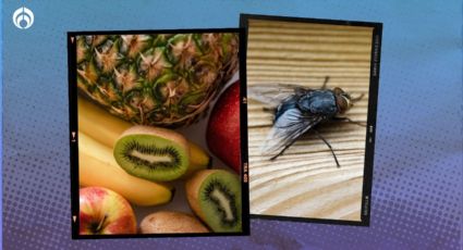 Temporada de moscas y mosquitos: truco para guardar la fruta y no atraer insectos