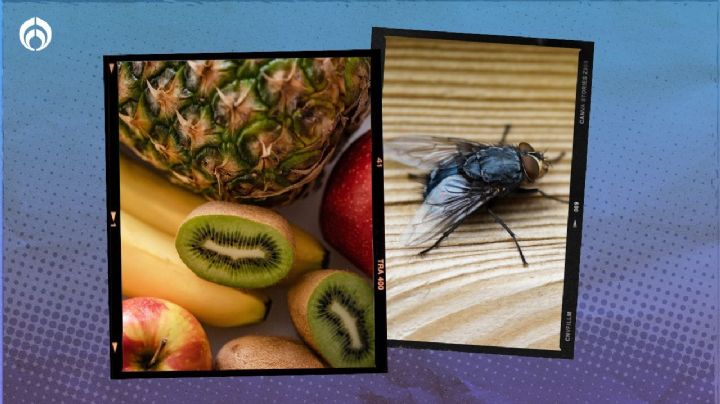 Temporada de moscas y mosquitos: truco para guardar la fruta y no atraer insectos