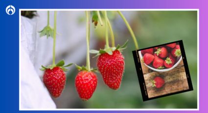 El tipo de maceta predilecto para cultivar fresas en casa