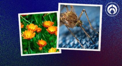 Temporada de mosquitos: 5 plantas para 'correr' a los zancudos de tu casa