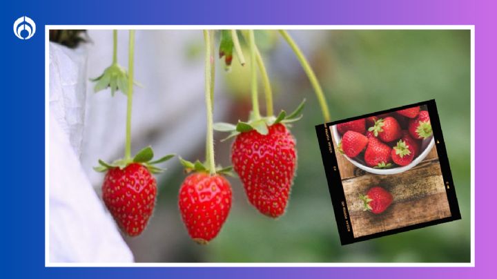 El tipo de maceta predilecto para cultivar fresas en casa