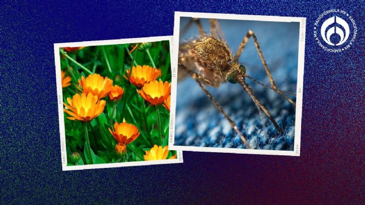 Temporada de mosquitos: 5 plantas para 'correr' a los zancudos de tu casa