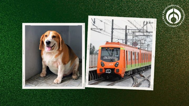 ¿Te pueden multar por viajar con tu perro o gato en el Metro CDMX? Esto dice la ley