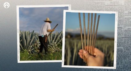 Popotes de agave: Esto tardan en degradarse a diferencia de otros