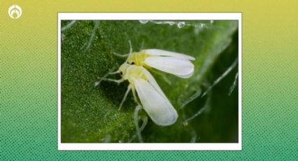 Mosca blanca: olores para ahuyentar al nuevo insecto que podría invadir tu casa