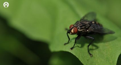 Temporada de moscas: El insecticida de mercado muy efectivo que promete acabarlas en poco tiempo