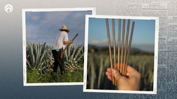 Popotes de agave: Esto tardan en degradarse a diferencia de otros