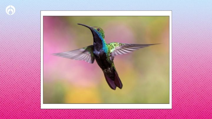 Temporada de colibríes: el mejor color para atraer a las aves de buena energía y abundancia