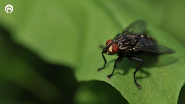 Temporada de moscas: El insecticida de mercado muy efectivo que promete acabarlas en poco tiempo