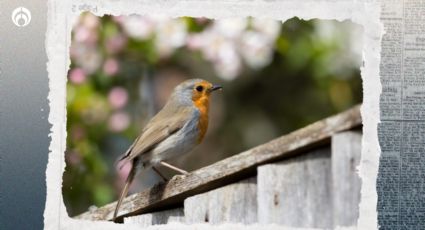 Cucarachas: así puedes atraer a pájaros a tu jardín para que acaben con plagas