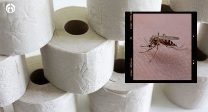 Temporada de mosquitos: truco con papel de baño para evitar que te piquen y dormir a gusto