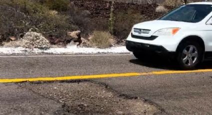 Autopista transpeninsular en BCS preocupa por pésimo estado; no hay presupuesto según la SICT