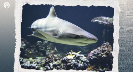 Tiburones de Brasil ‘reprueban’ antidoping: 13 animales dan positivo a cocaína