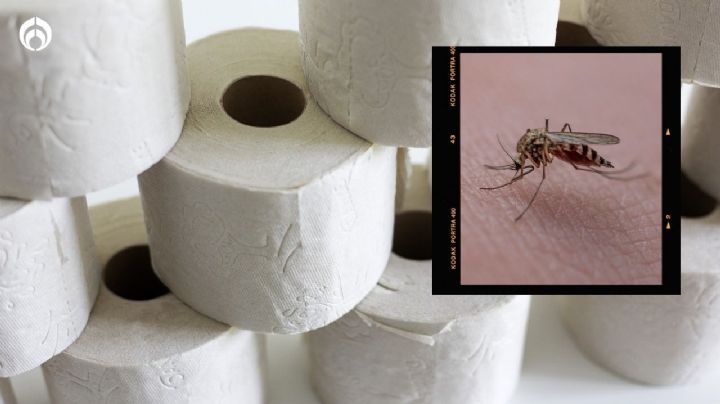 Temporada de mosquitos: truco con papel de baño para evitar que te piquen y dormir a gusto