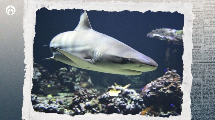 Tiburones de Brasil ‘reprueban’ antidoping: 13 animales dan positivo a cocaína