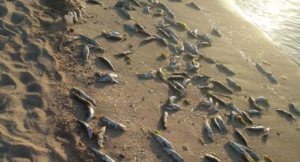 Una alga tóxica, no identificada, posible causante de muerte de cientos de sardinas en La Paz