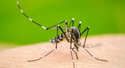 Doble amenaza en Tampico: Dengue y COVID intimidan al turismo en temporada vacacional