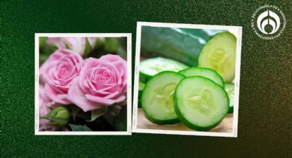 El truco con un pepino que no conocías para hacer florecer tus plantas