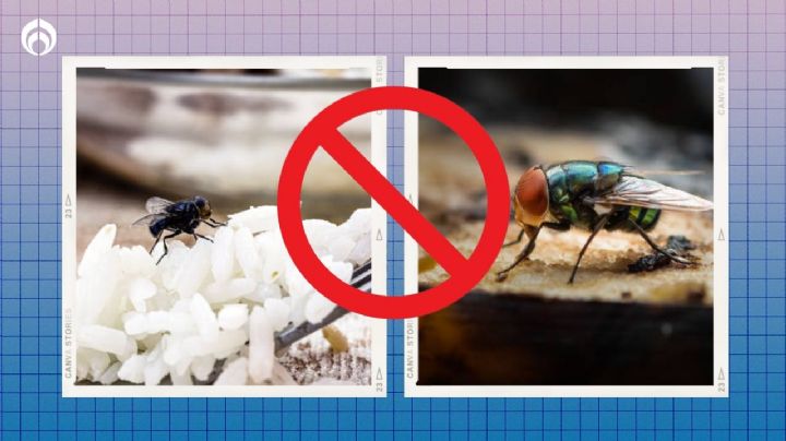 Temporada de moscas: Truco infalible para exterminarlas sin gastar en insecticidas caros