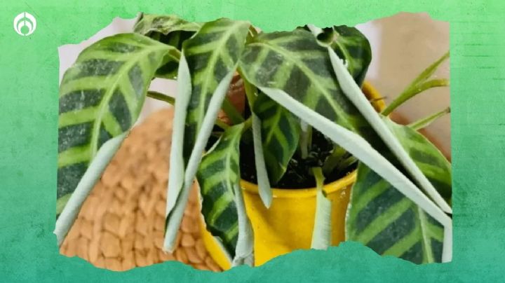 Truco de jardineros para acabar con las hojas enrolladas de tus plantas y que crezcan hermosas