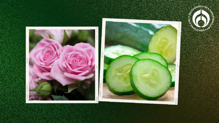 El truco con un pepino que no conocías para hacer florecer tus plantas