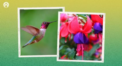 Temporada de colibríes: No les pongas bebedero, mejor coloca esta hermosa flor