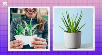 El lugar ideal para colocar la planta de aloe vera y qué significa tenerla en casa