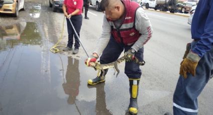 Urgen medidas para proteger reptiles y animales silvestres en la zona sur de Tamaulipas