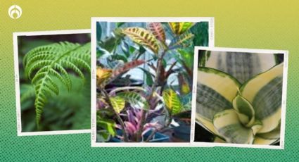 Precios de plantas: de la especie más barata a la más cara para decorar tu casa, según Profeco