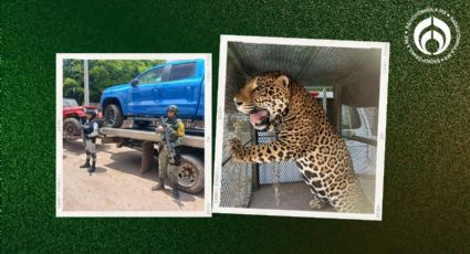 Rescatan a jaguar tras reporte de maltrato animal en Sinaloa; aparte confiscan 6 vehículos