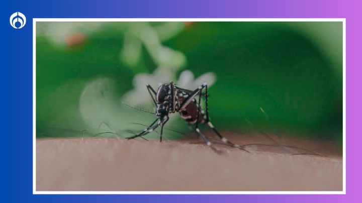 Temporada de mosquitos: dime tu tipo de sangre y te diré qué tan propenso eres para atraer a los zancudos