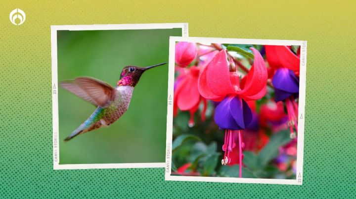 Temporada de colibríes: No les pongas bebedero, mejor coloca esta hermosa flor