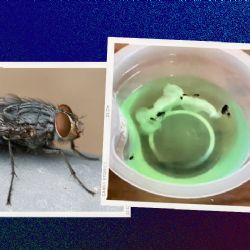 Temporada de moscas: el truco casero infalible con 2 ingredientes para deshacerte de ellas