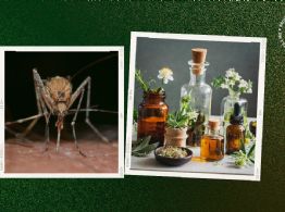 Temporada de mosquitos: ¿qué olor no les gusta y los puede ahuyentar?